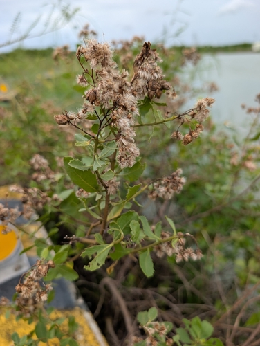 Pluchea indica, photograph 4
