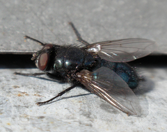 Protocalliphora