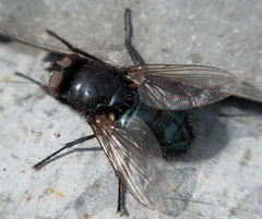 Protocalliphora