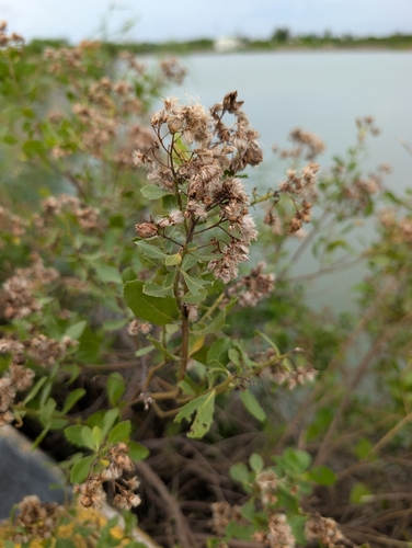 Pluchea indica, photograph 5