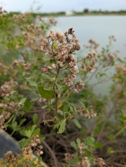 Pluchea indica, photograph (c) Francisca Wu, some rights reserved (CC BY)