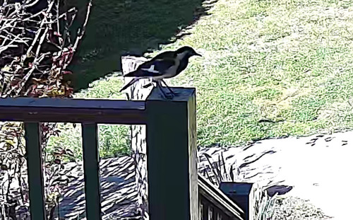 Magpie-lark
