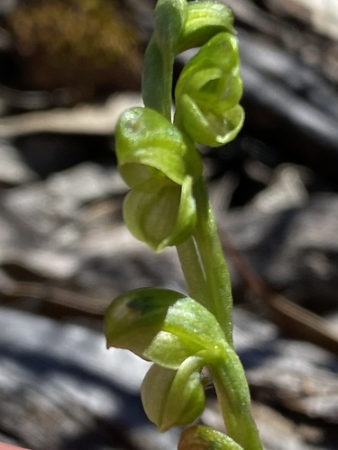 midget greenhood
