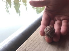 Spatangoida