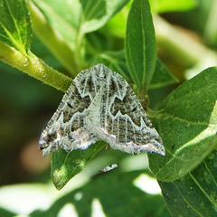 Plataea californiaria