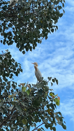Eastern Cattle-Egret
