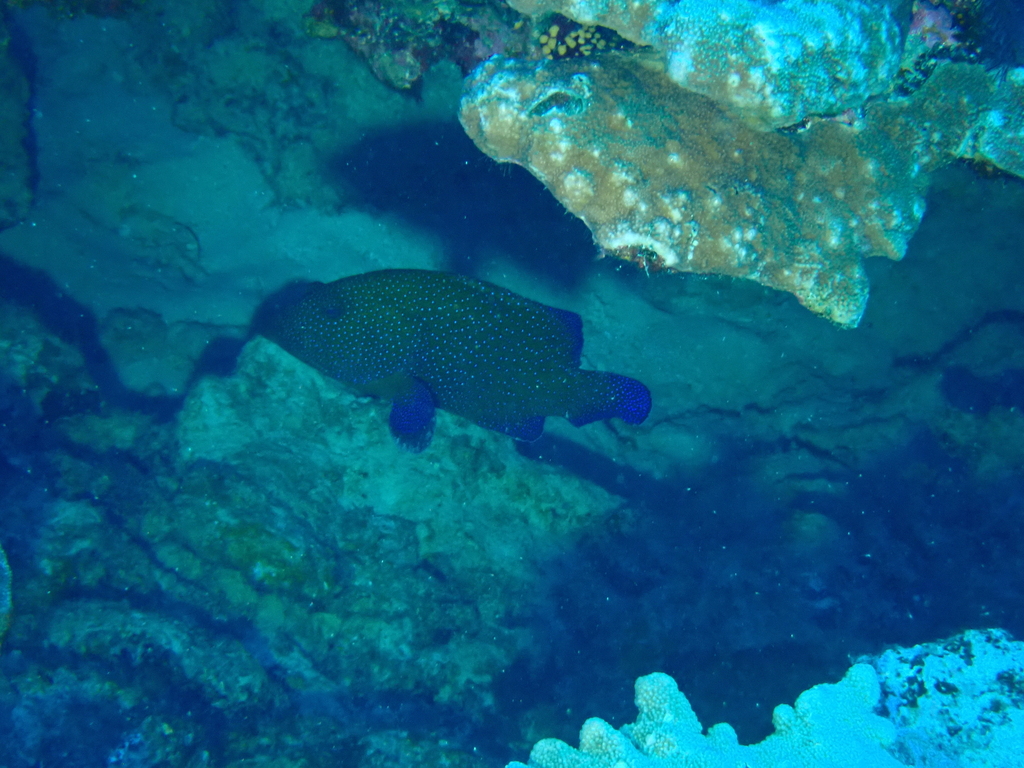 Peacock grouper