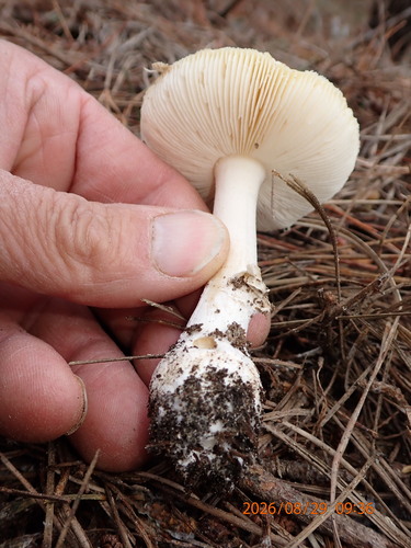 Amanita junquillea — (c) Arnim Littek, some rights reserved (CC BY)