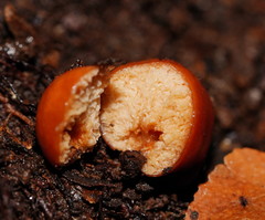 Zelleromyces