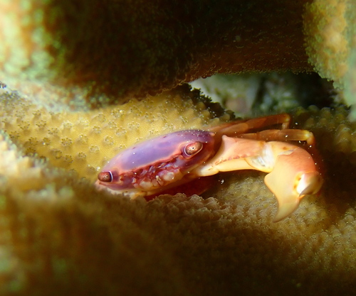 Trapezia cymodoce observed 2026-08-26