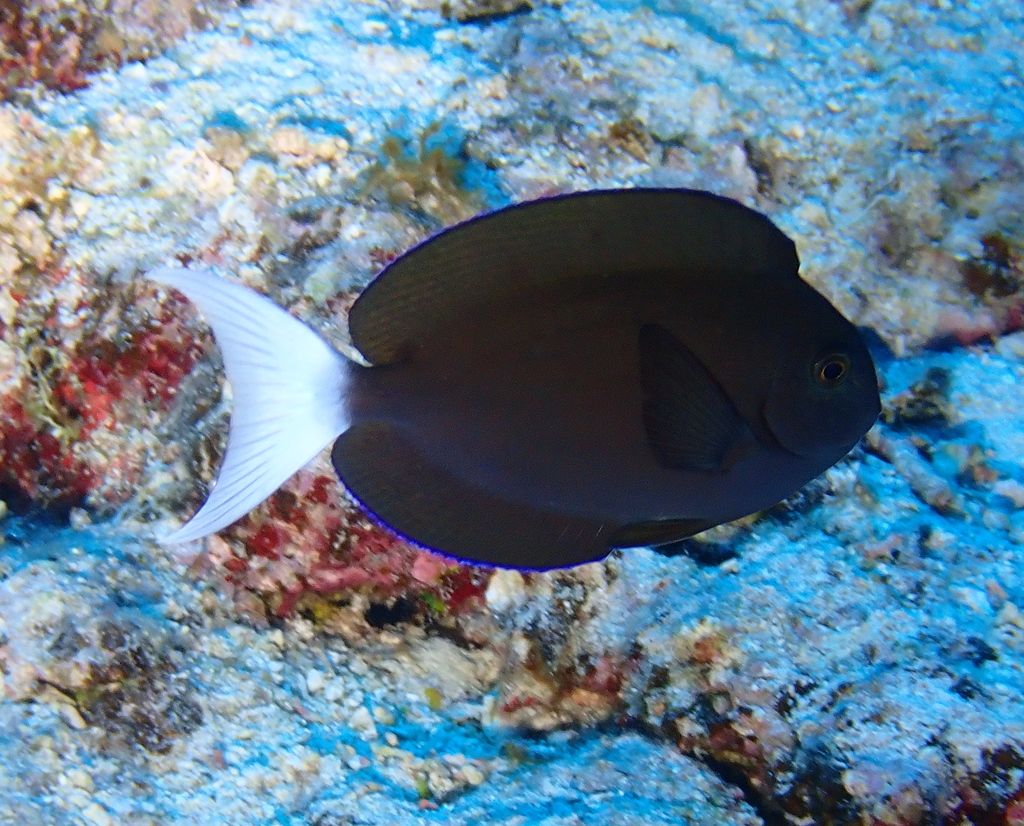 Thompson's surgeonfish