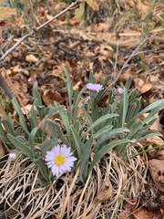 Erigeron caespitosus
