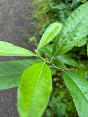 Salix sitchensis, photograph author not stated, no rights reserved