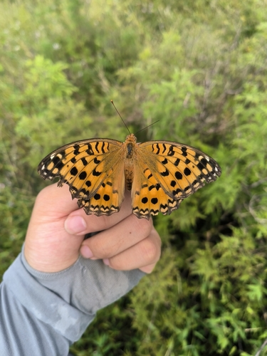 Nerippe Fritillary