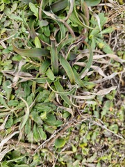 Luzula banksiana, photograph (c) Emily Roberts, some rights reserved (CC BY)