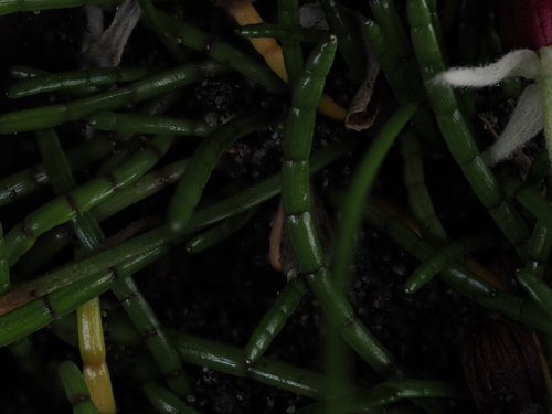 Lilaeopsis novae-zelandiae, photograph 2