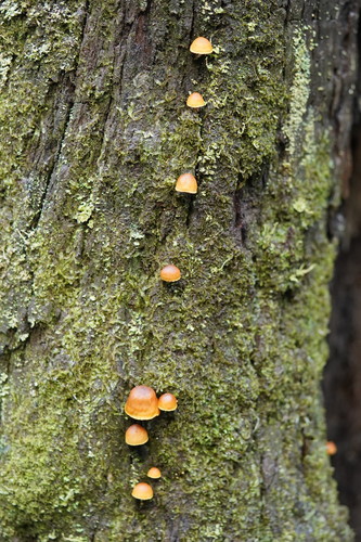 Gymnopilus eucalyptorum