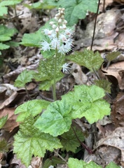 Tiarella stolonifera