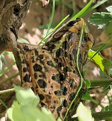 Indus Valley Bullfrog