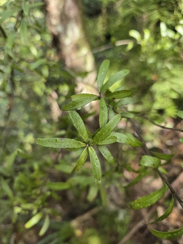 Leionema nudum, photograph 6