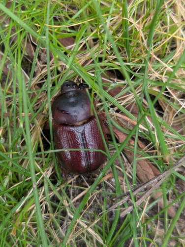 Cheiroplatys bifossus