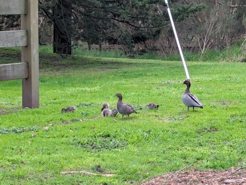 Australian Wood Duck