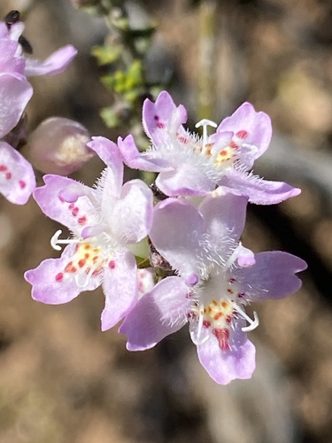 stiff westringia