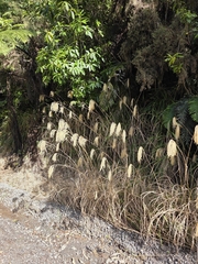 Miscanthus nepalensis, photograph author not stated, no rights reserved