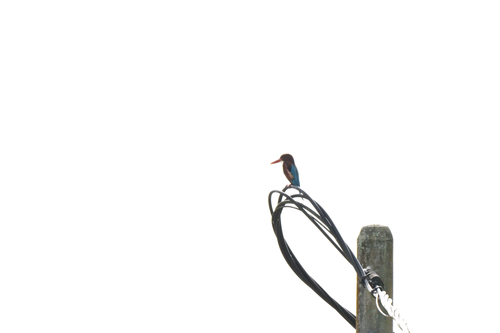 White-throated Kingfisher