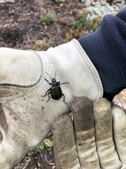 Calosoma schayeri