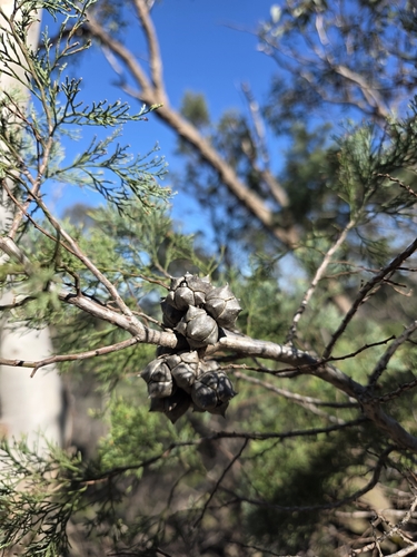 Callitris rhomboidea, photograph 3