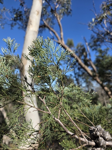 Callitris rhomboidea, photograph 4