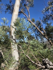 Callitris rhomboidea, photograph (c) T. Hammer, some rights reserved (CC BY)