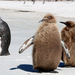 King Penguin - Photo (c) gillbsydney, some rights reserved (CC BY-NC), uploaded by gillbsydney
