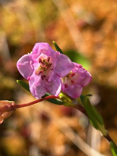 Western Bog Laurel