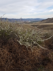 Spiraea aquilegifolia