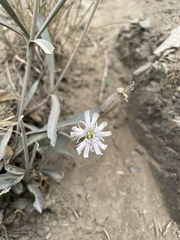 Silene parryi, photograph author not stated, no rights reserved