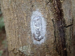 Pyrops watanabei