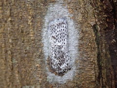 Pyrops watanabei