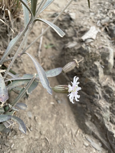 Silene parryi, photograph 3