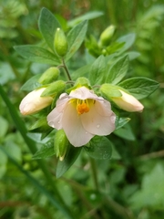 Polemonium carneum