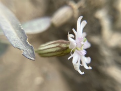 Silene parryi, photograph author not stated, no rights reserved