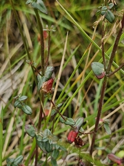 Hypericum pulchrum, photograph (c) ahabo, some rights reserved (CC BY)