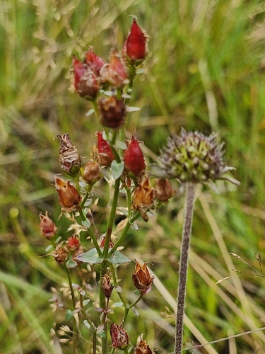 Hypericum pulchrum, photograph 5