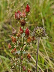 Hypericum pulchrum, photograph (c) ahabo, some rights reserved (CC BY)