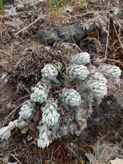 Sedum oblanceolatum
