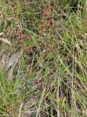 Hypericum pulchrum, photograph (c) ahabo, some rights reserved (CC BY)