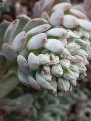 Sedum oblanceolatum