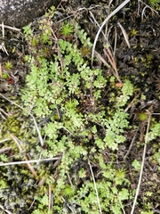 Galium saxatile, photograph (c) ahabo, some rights reserved (CC BY)