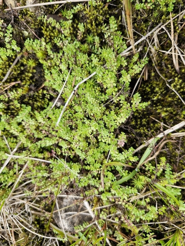 Galium saxatile, photograph 5